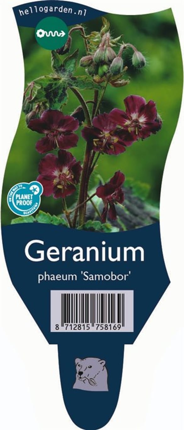 Geranium ph. 'Samobor' - P11
